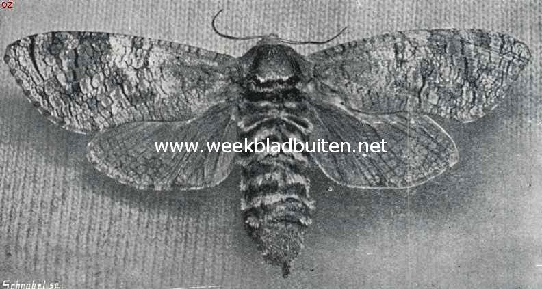 De vlinder van de wilgenhoutrups