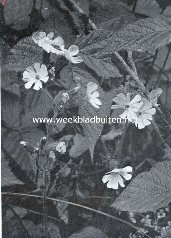 Langs dijken en wegen in Mei. Dagkoekoeksbloem