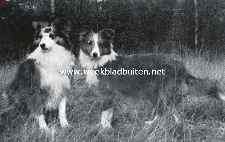 De Sheltie. Links kampioen Peabody Persimmon, die zeven kampioenschappen won onder zeven keurmeesters. Rechts Alan Beg of Clerwood, jeugdwinner 1934. Beide honden zijn eigendom van mej. N. Dickhoff te Hilversum