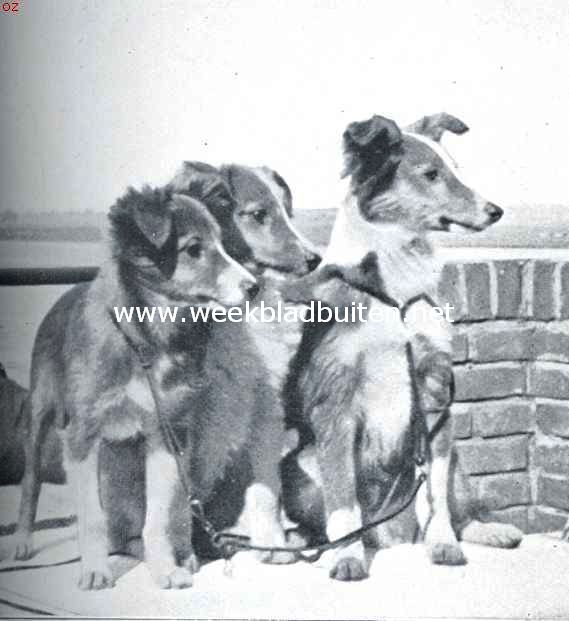De Sheltie. Bargain, Mimiet en Alan Beg of Clerwood, onderscheidenlijk oud 2, 3 en 4 maanden, betreden, uit Edinburgh komend op Schiphol Nederlandschen bodem. Eigenaresse: mej. N. Dickhoff te Hilversum