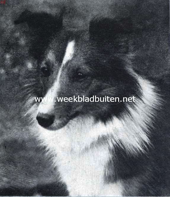 De Sheltie. Peabody Peggoty, eigenaresse en fokster miss E. Peabody Montgomery