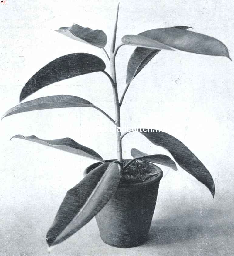 Ficus Elastica, een altijd groene kamerplant. Ficus Elastica als kamerplant