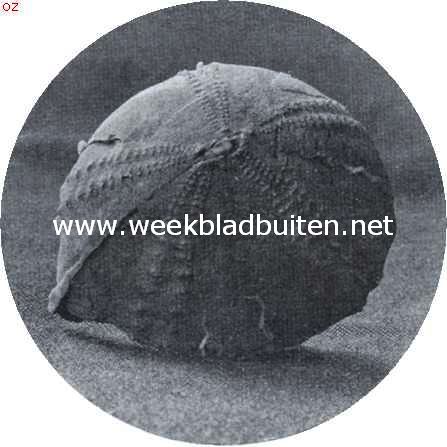 Over zeegels en hun verwanten. Een versteende zeegel