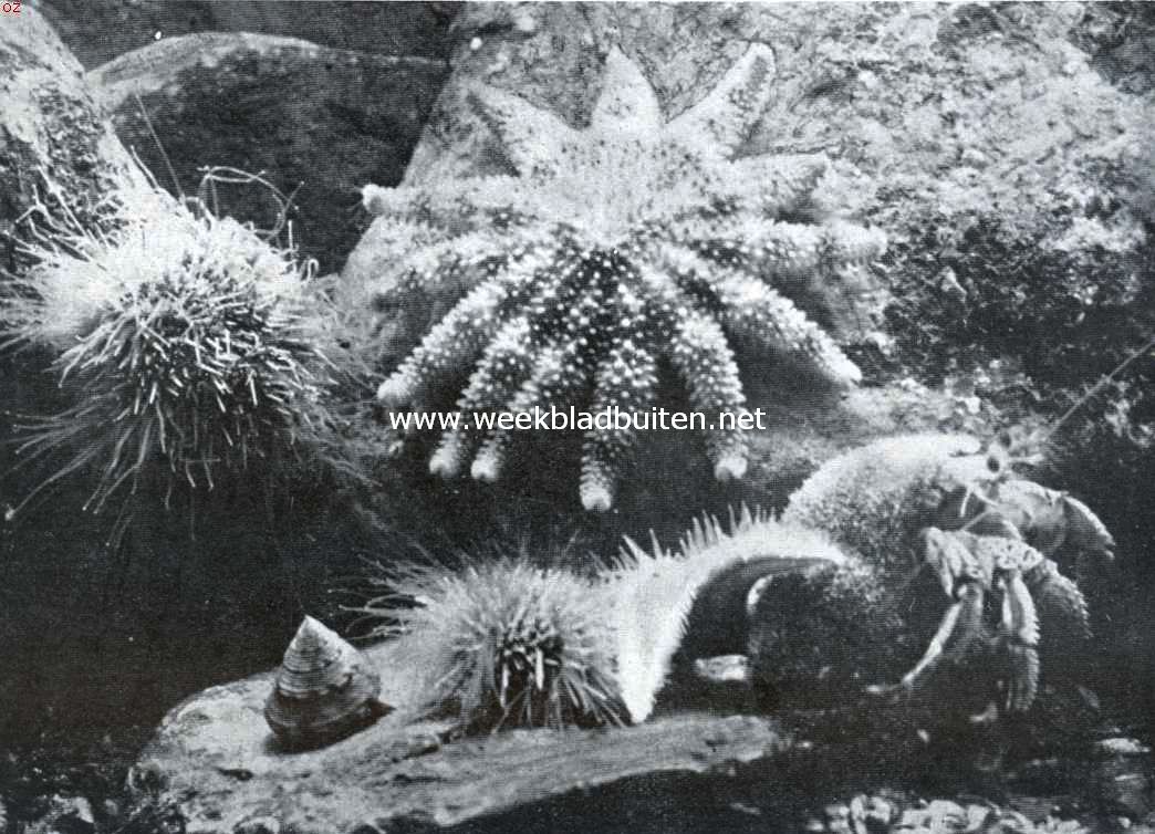 Over zeegels en hun verwanten. Zonnester (midden), gewone zeester (daar beneden) en eetbare zeegels in hun natuurlijke omgeving (foto uit Bartels, 
