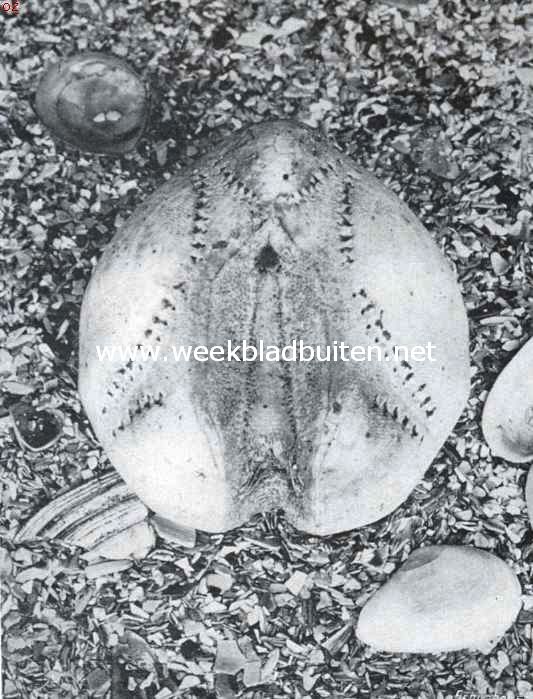 Over zeegels en hun verwanten. Gedroogde schaal van den hartvormigen zeegel, aan het strand gespoeld tusschen de schelpen. Men ziet de bloembladfiguur der gaatjes van de ademblaasjes, en daarbinnen in, in een ovale figuur, de gleuf der kleefkleertjes, een groeve voert van boven om den schaal heen naar beneden, naar den mond