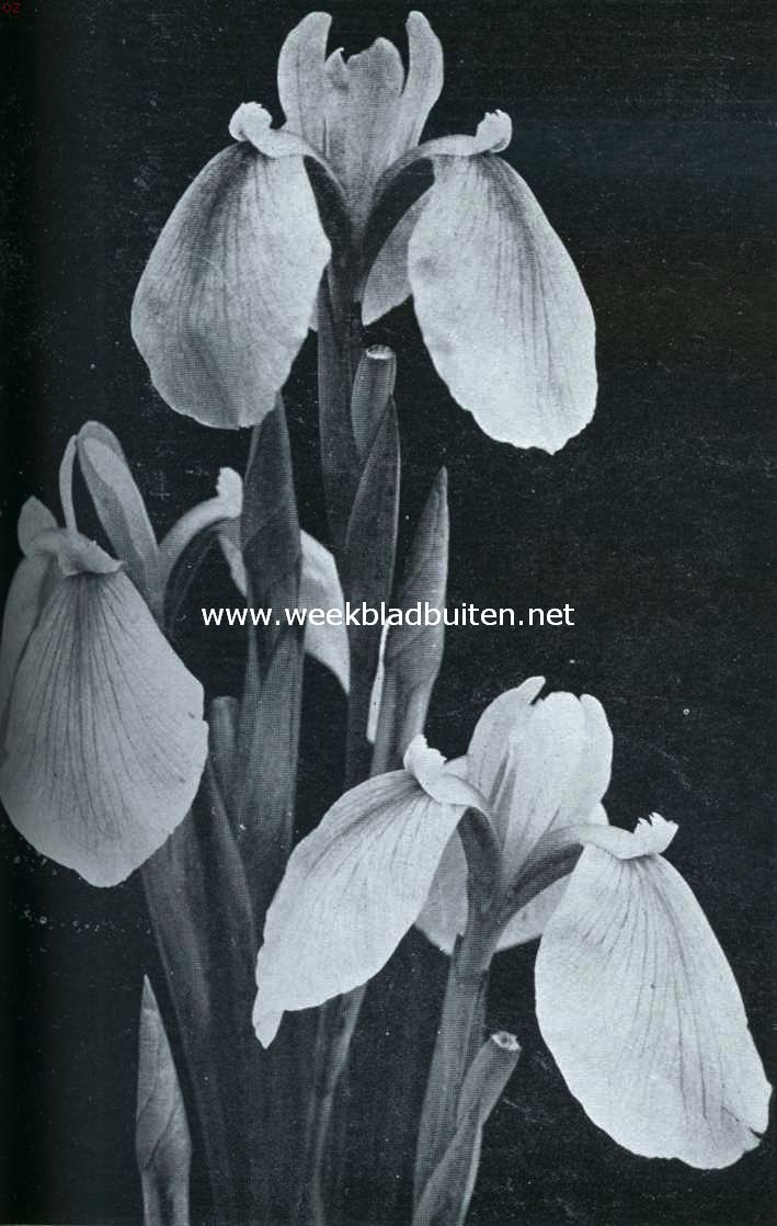 Irissen. Iris Laevigata Rose Queen