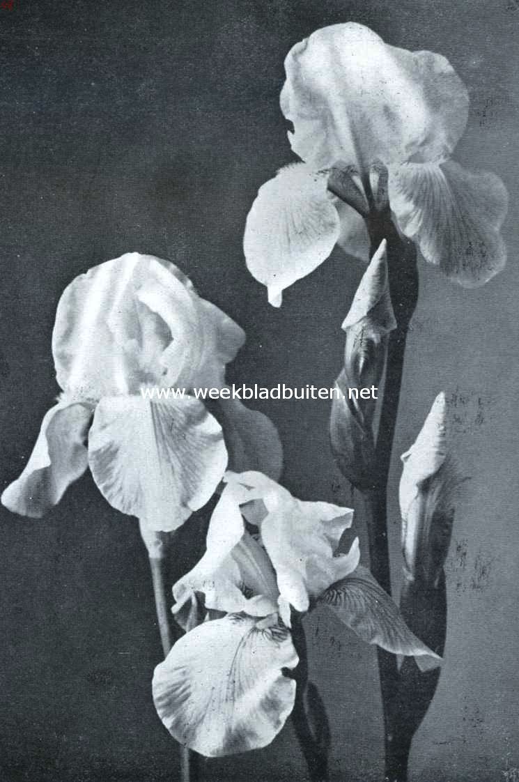 Irissen. Iris Germanica Lenzschnee