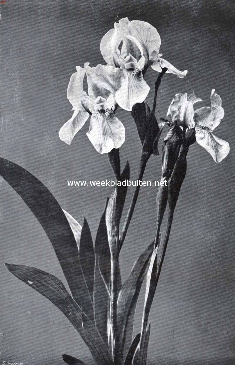 Irissen. Iris Pumila