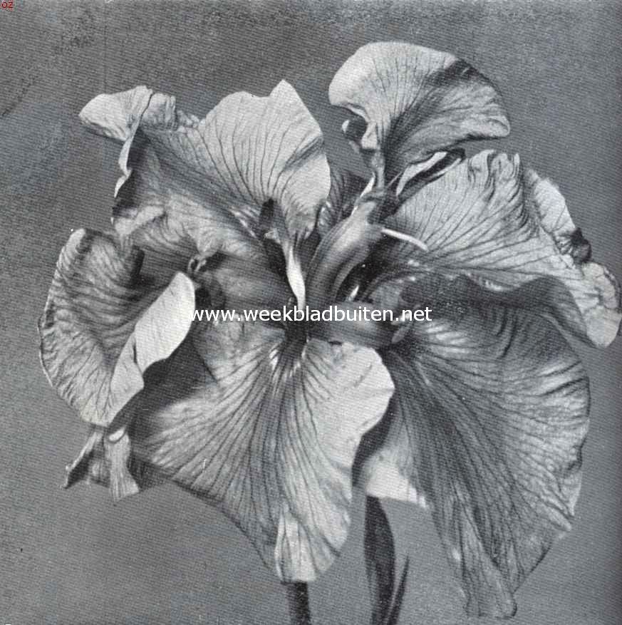 Irissen. Iris Laevigata Kaempferi