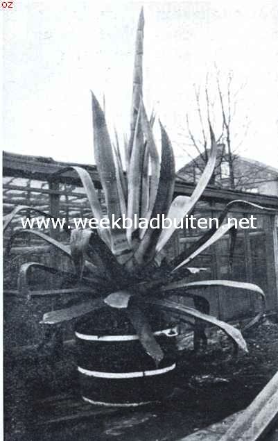 Een honderdjarige agave met bloeistengel te Koog aan de Zaan