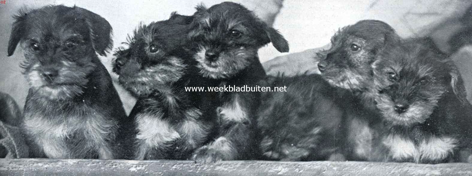 De dwergschnauzer. Nest schnauzers, acht weken oud, het gave ooren