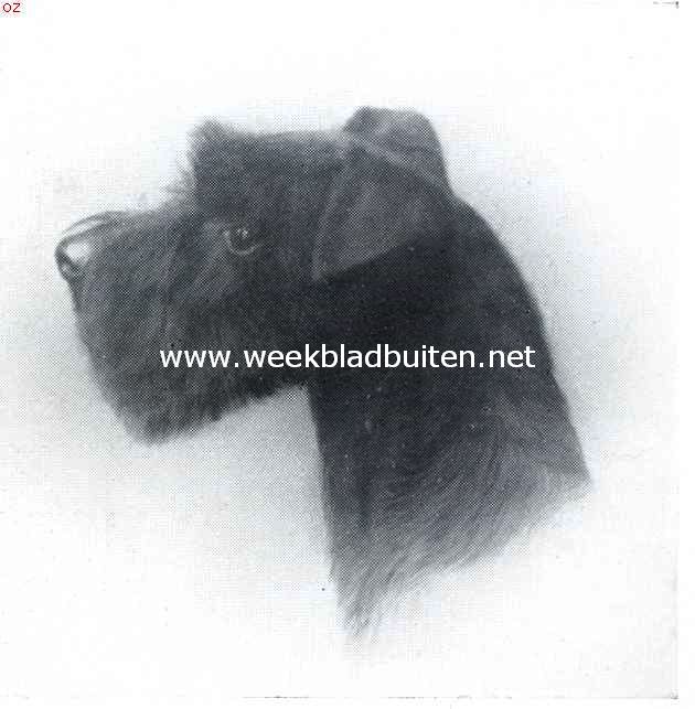 De dwergschnauzer. Kop van een dwergschnauzer