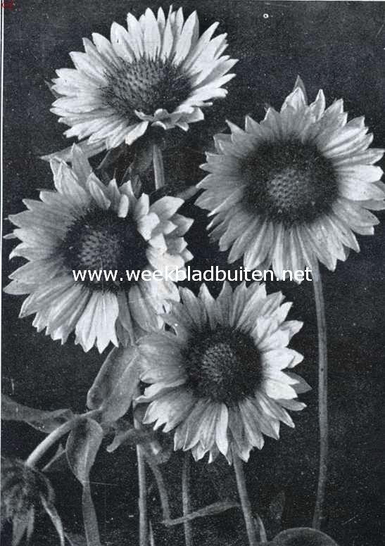 Gaillardia Tangerine
