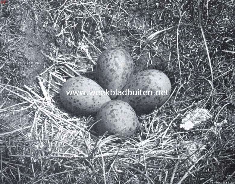Op kluten uit. Nest met eieren van den kluut