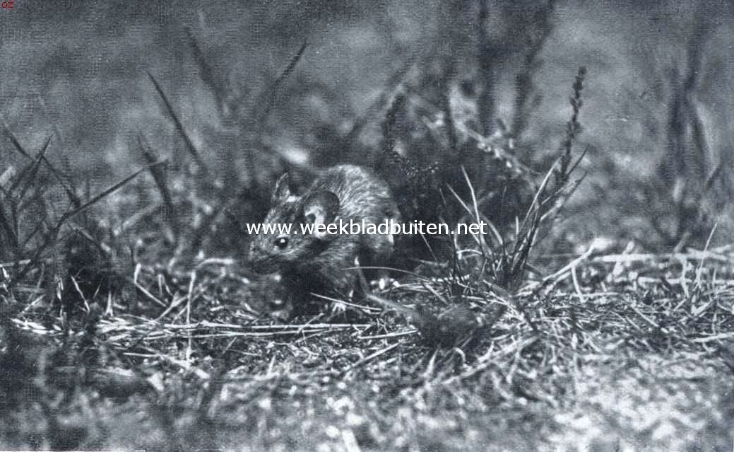 Ratten en muizen. Spiedende boschmuis