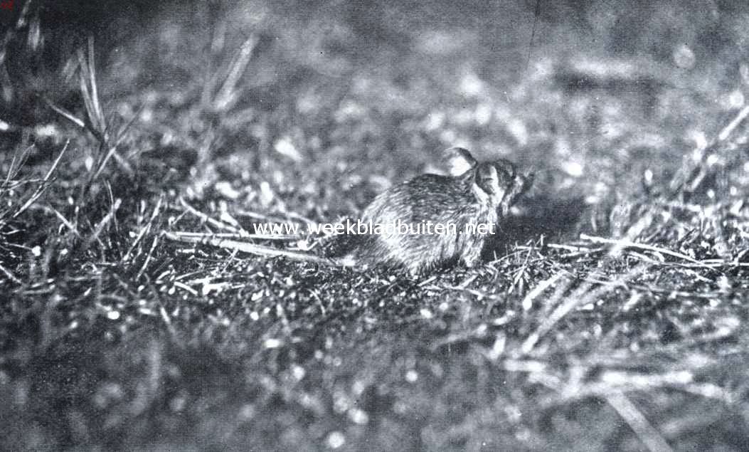 Ratten en muizen. Op boschmuis snuffelt of de buurt veilig is