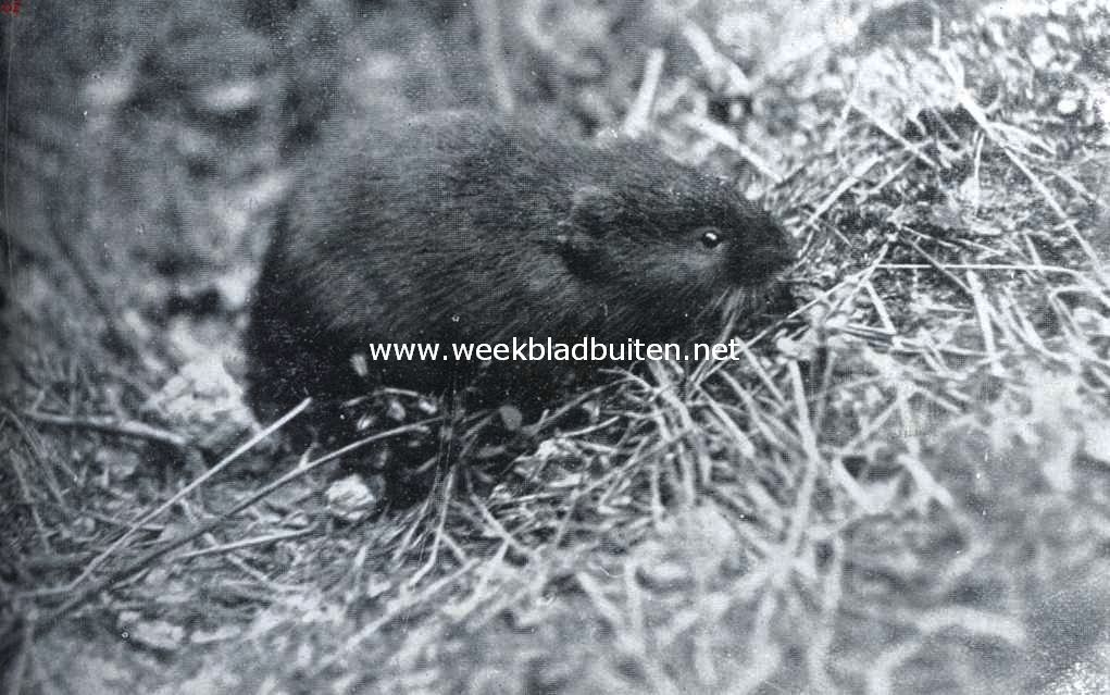 Ratten en muizen. Waterrat