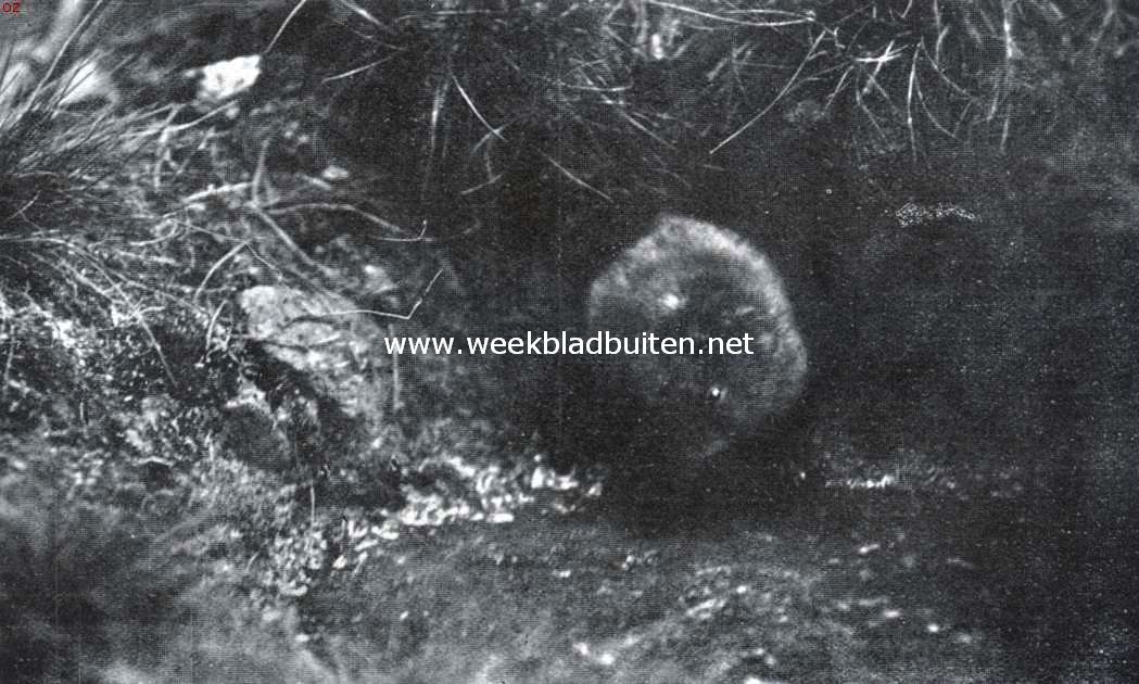 Ratten en muizen. Waterrat verlaat haar nest om zich te waterte begeven
