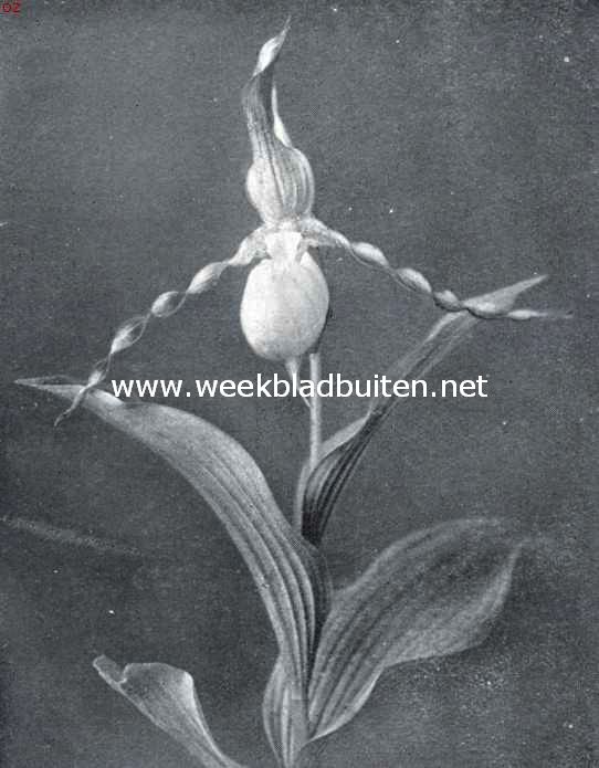 Orchideen voor den volle grond. Cypripeddum Calceolus