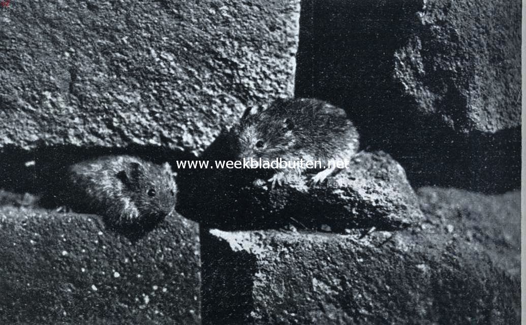 Ratten en muizen. Een paartje veldmuizen voor den ingang van hun hol in een muur