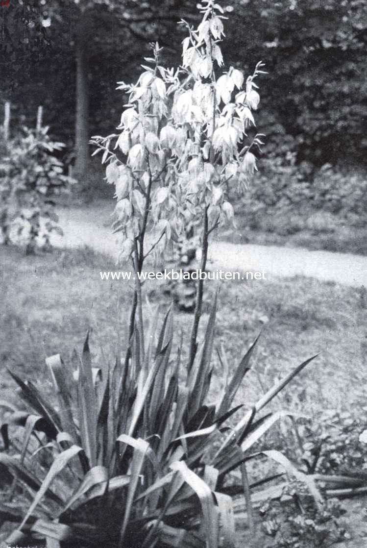 Yucca Flaccida