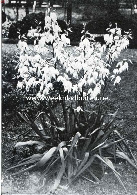 Yucca Filamentosa