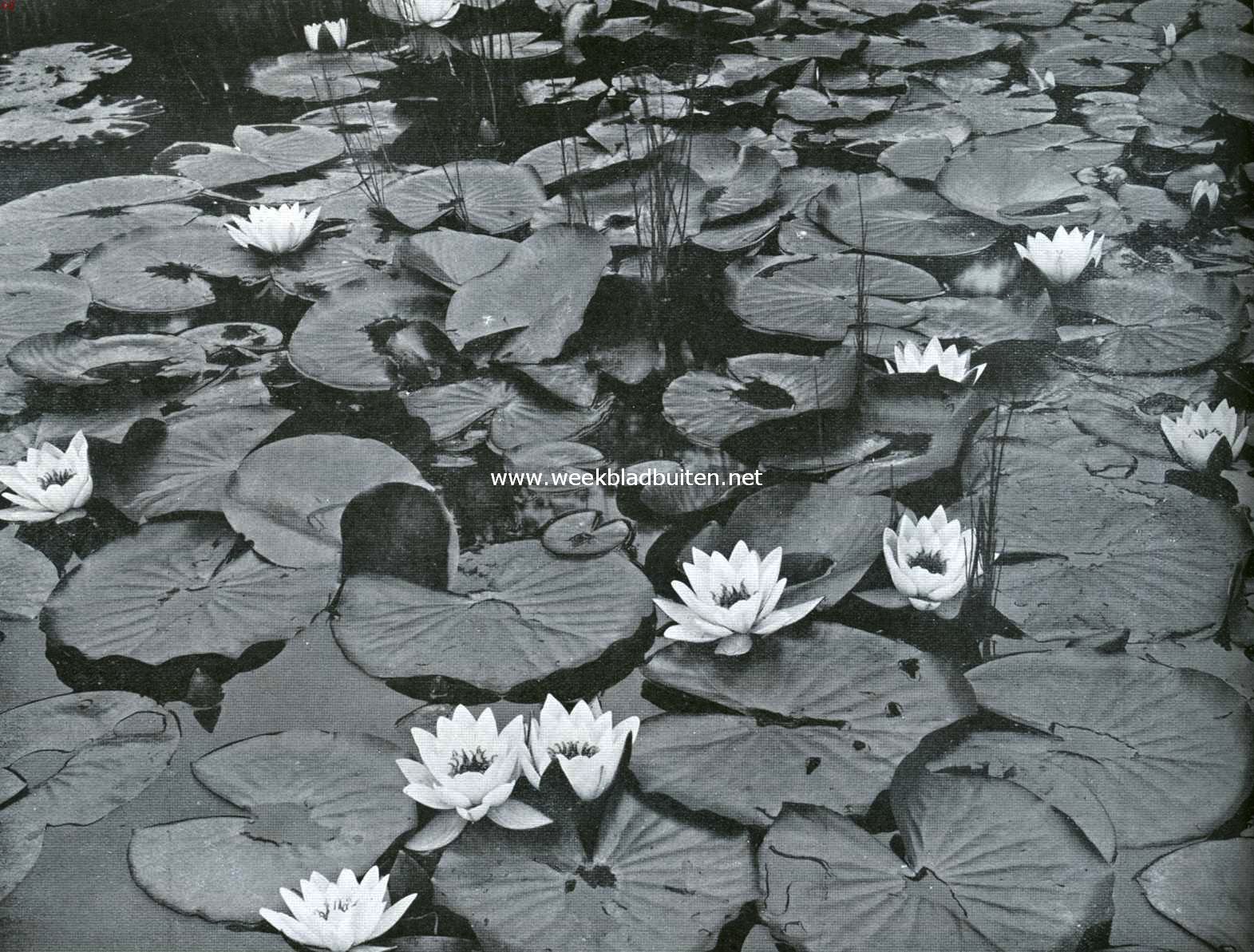 Water- en oeverplanten. Waterlelies, de mooiste tooi onzer binnenwateren
