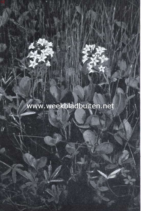 Water- en oeverplanten. Waterklaver