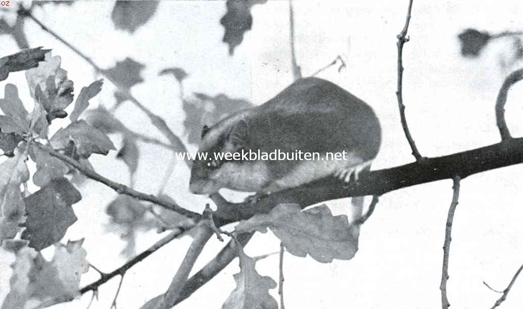 Ratten en muizen. Eikelmuis