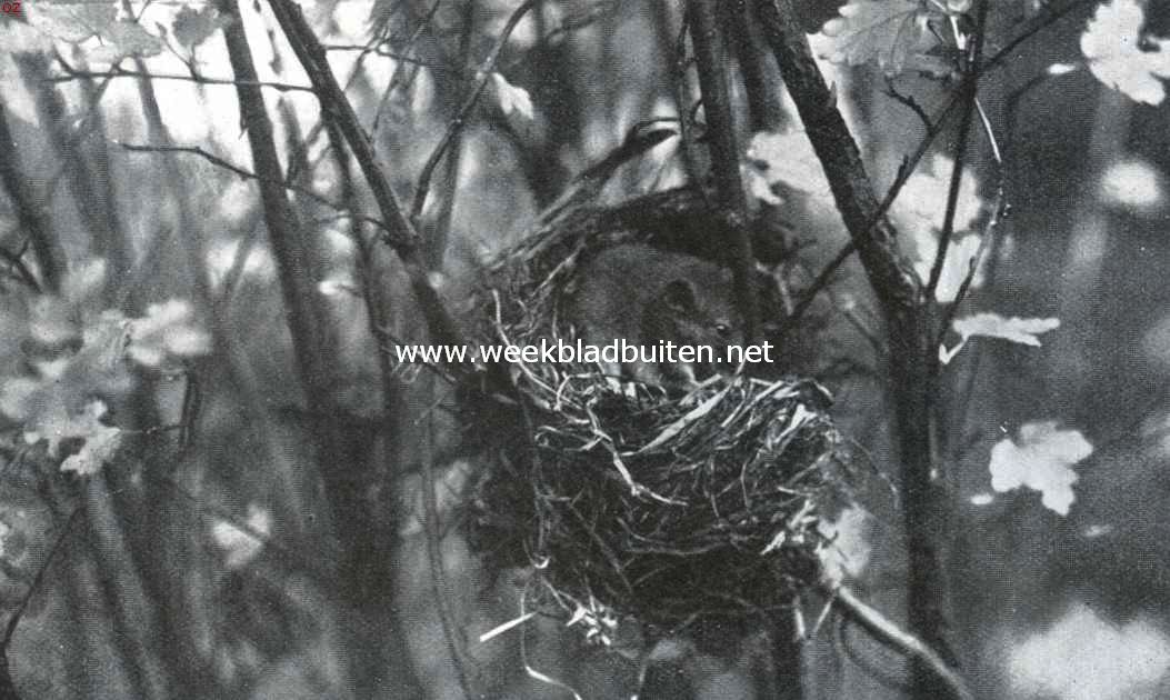 Ratten en muizen. Hazelmuis op haar nest