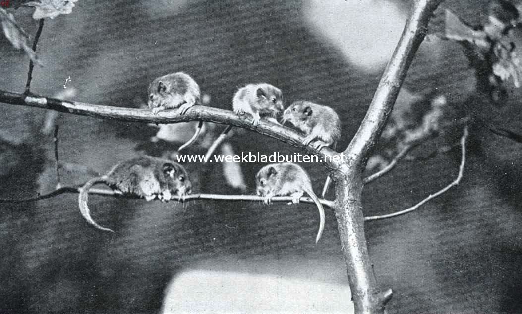 Ratten en muizen. Hazelmuis met jongen