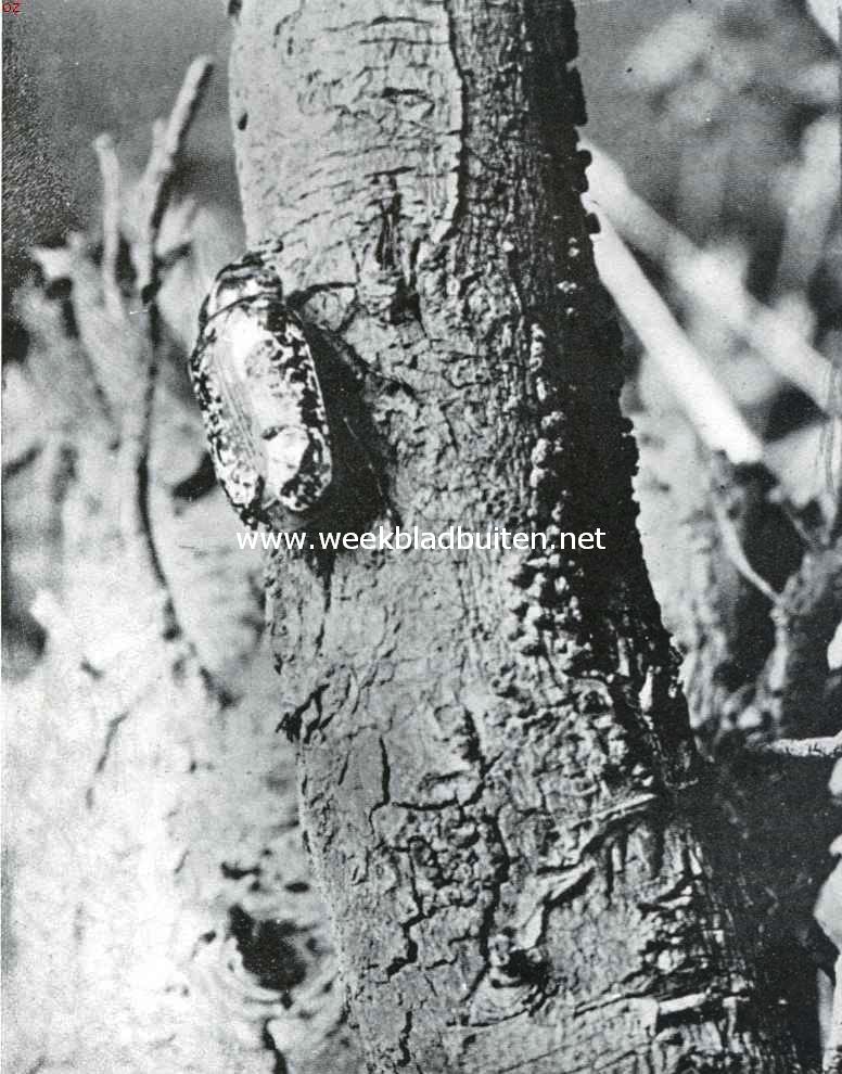 De kever van de maand. De julikever (Foto uit K.O. Bartels: 