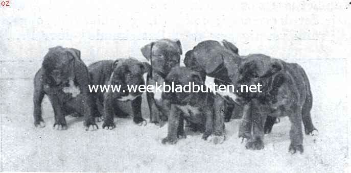 De boxer. Wanneer zullen hetzij de raad van beheer, hetzij de Nederlandsche wetgever, de ooren der jonge boxers beschermen tegen de wreedheid van hun eigenaars? Engeland ging reeds in 1895 voor, de V.S. volgden eenige jaren geleden
