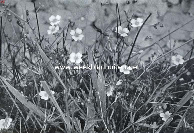 Water- en oeverplanten. Watertormentil