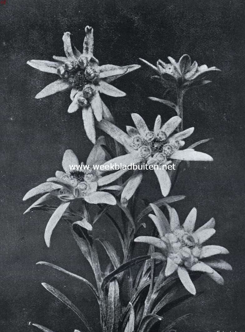 Edelweiss