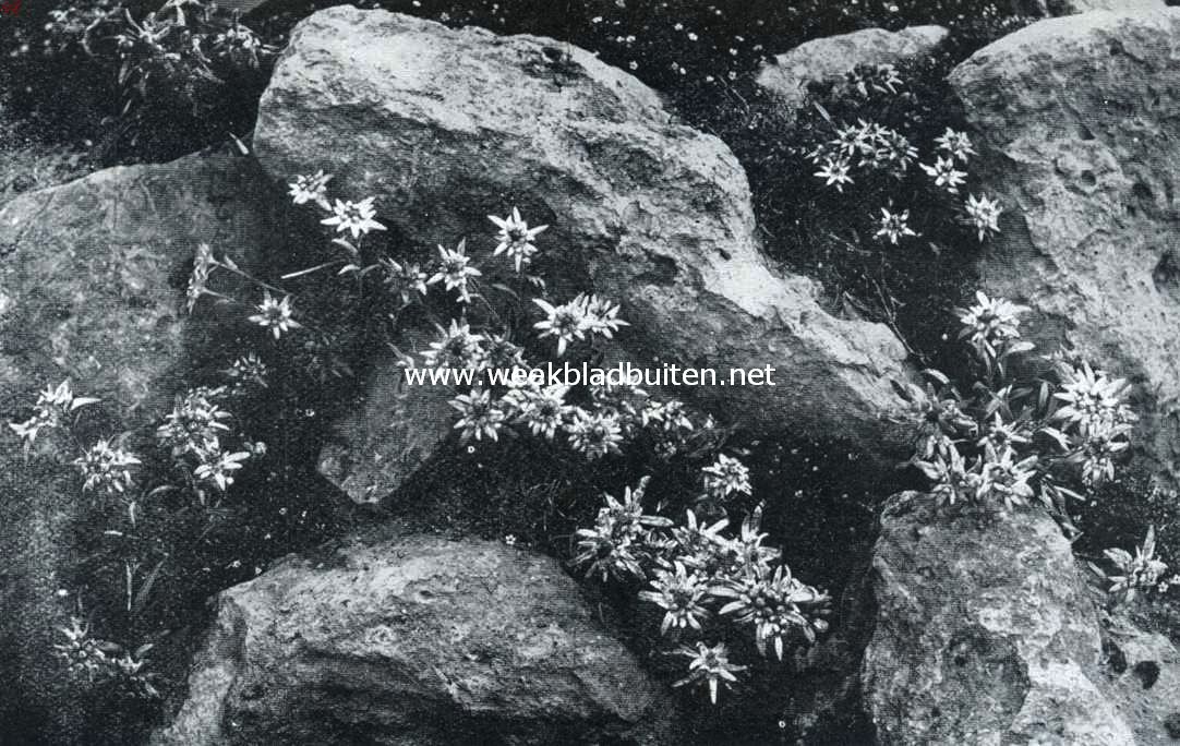 Edelweiss als plant in den rotstuin