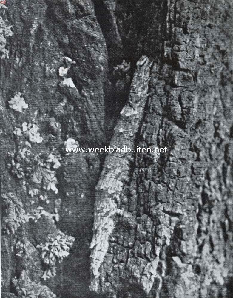 Rups van het Roode Weeskind. Foto K.O. Bartels uit 