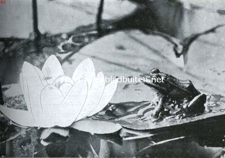 Over Nederlandsche amphibin. Gewone groene kikker op een waterlelieblad