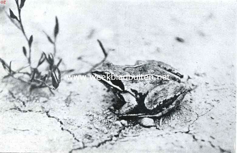 Over Nederlandsche amphibin. De bruine kikker, die verwant is aan den groene, die echter veel meer een landleven leidt