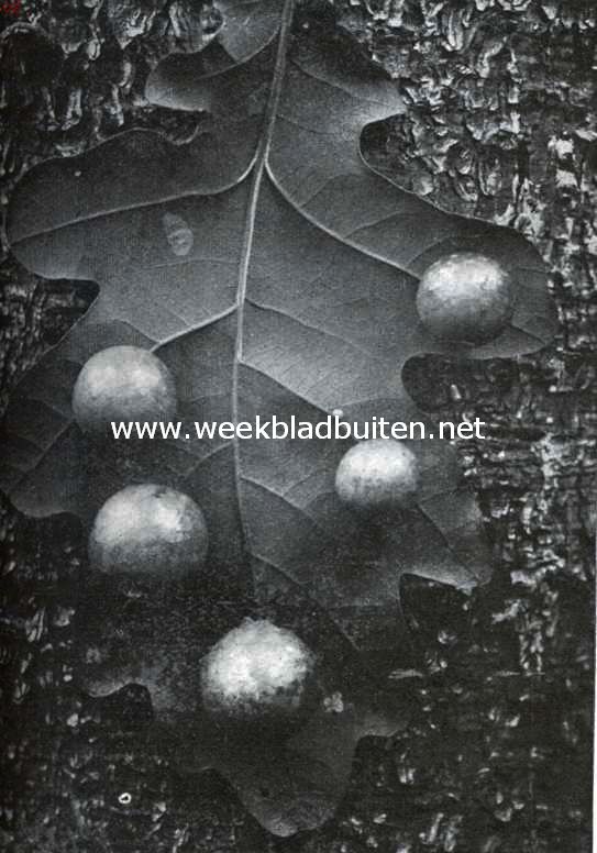 Over plantengallen en hun veroorzakers. Gallen van de galwesp op eikeblad