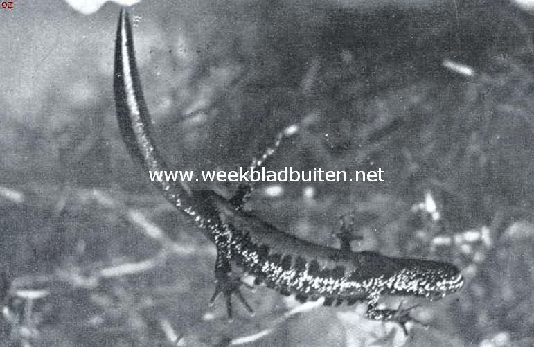 Over Nederlandsche amphibin. Het mannetje van den grooten watersalamander draagt in het voorjaar een hoogen, sterk getanden rugkam, door een donkere tint contrasteerend met den gelen buik