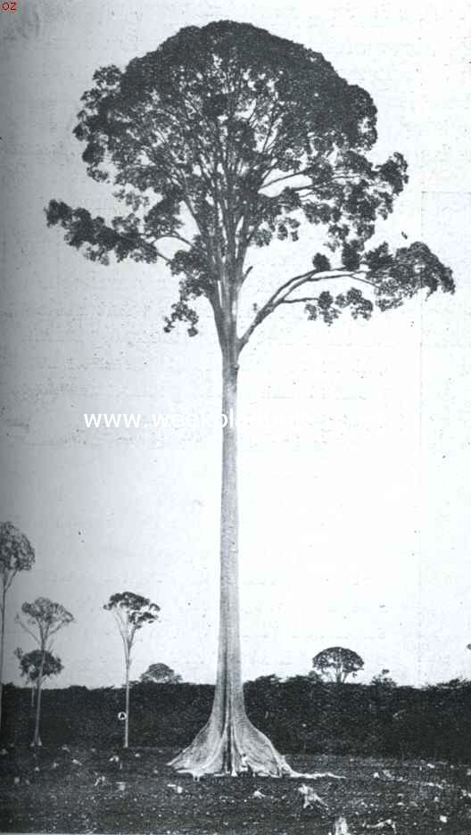 De bijenboom. Bijenboom ( kajoe radja of toalang)