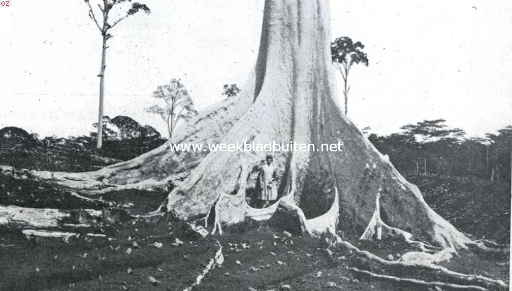 De bijenboom. De wortels van den bijenboom