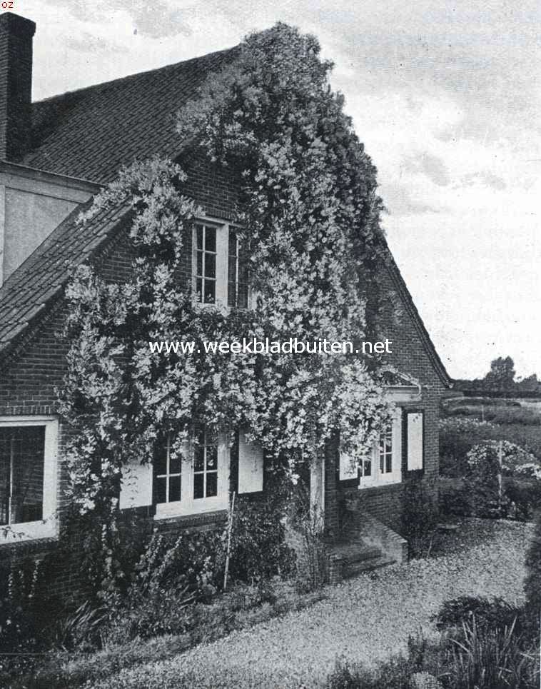 Polygonums in den herfst. Polygonum Auberti in vollen bloei