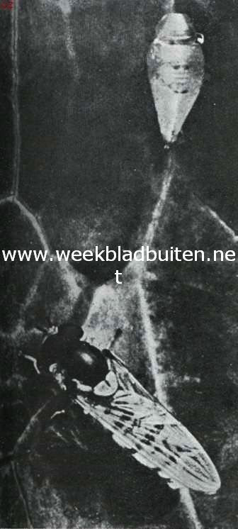 Bladluizen, hun vrienden en vijanden. Dubbel gestreepte zweefvlieg met leege pophuid (vergroot). Foto K.O. Bartels uit 