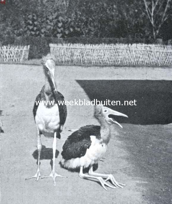 De aankomst der jonge maraboes