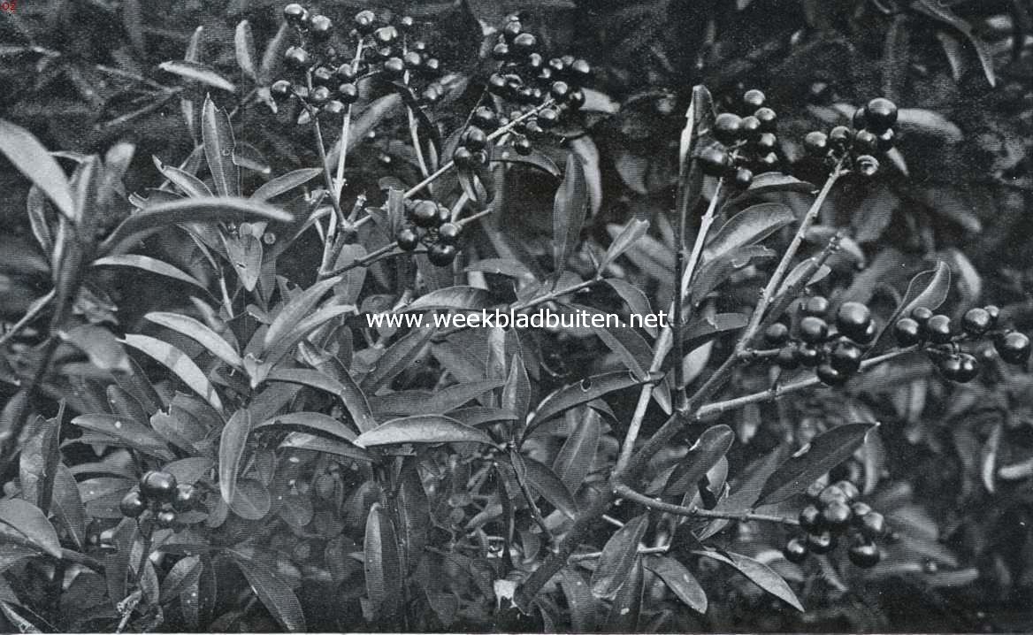 Zaden en vruchten in den herfst. Ligusterbessen
