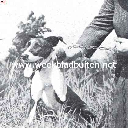 De trekhond, de schande van Nederland. In de vier doorgeloopen voetzolen plakt het kiezel van den weg en zoo moest deze hond een zware kar met zijn baas er boven op over lange afstanden trekken (Vollenhove)