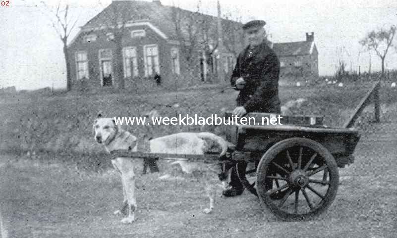 De trekhond, de schande van Nederland. Deze hond was overreden door een auto, had verschillende wonden, linkerachterpoot was totaal gekneusd en kon het dier niet meer gebruiken. De boer had er een lap met teer omgedaan en kwam, gezeten op den wagen aangereden. Het dier liep te springen als een haas op drie pooten. De boer was verontwaardigd toen hem gelast werd den hond uit te spannen en naar huis te brengen