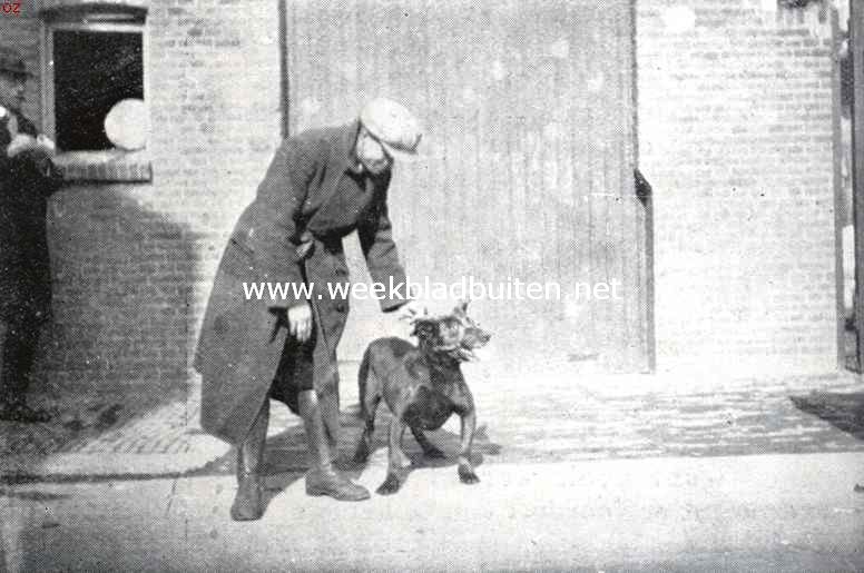 De trekhond, de schande van Nederland. Deze hond liep op 5 Maart 1934 onder een groentewagen te Schiedam. Geheel doorgezakt en abnormale stand voorbeenen. Goedgekeurd 12-5-'33